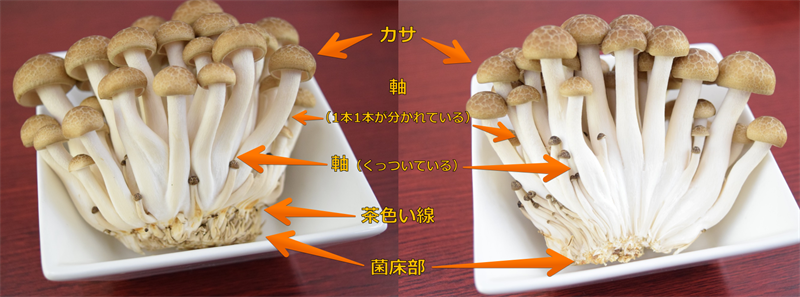 ぶなしめじの構造