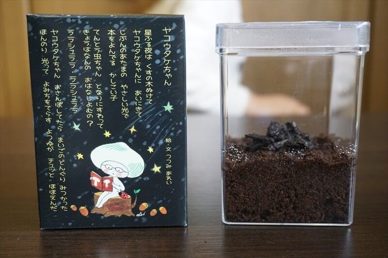 光るキノコ ヤコウタケ 夜光茸 の栽培キットに挑戦 関東きのこの会 きのこ情報ポータルサイト