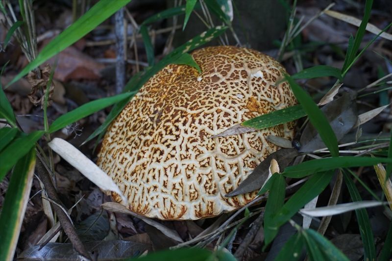 夏のきのこ アカヤマドリ 可愛いきのこの写真館
