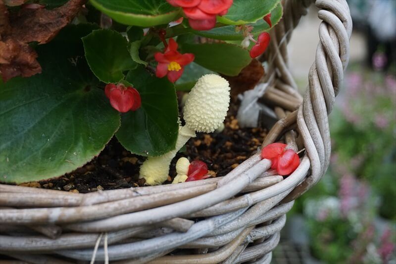 鉢植えから黄色いキノコが生えてきたら コガネキヌカラカサタケ かも 食毒不明だけど 幸運のキノコ 関東きのこの会 きのこ情報ポータルサイト 鉢植えから黄色いキノコが生えてきたら コガネキヌカラカサタケ かも 食毒不明だけど 幸運のキノコ 関東きのこの会 きのこ情報ポータルサイト