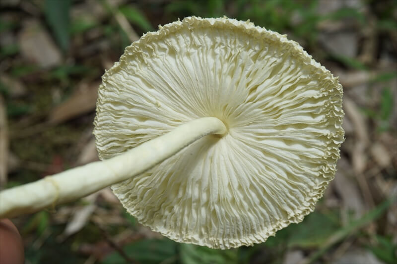 鉢植えから黄色いキノコが生えてきたら コガネキヌカラカサタケ かも 食毒不明だけど 幸運のキノコ 関東きのこの会 きのこ情報ポータルサイト 鉢植えから黄色いキノコが生えてきたら コガネキヌカラカサタケ かも 食毒不明だけど 幸運のキノコ 関東きのこの会 きのこ情報ポータルサイト