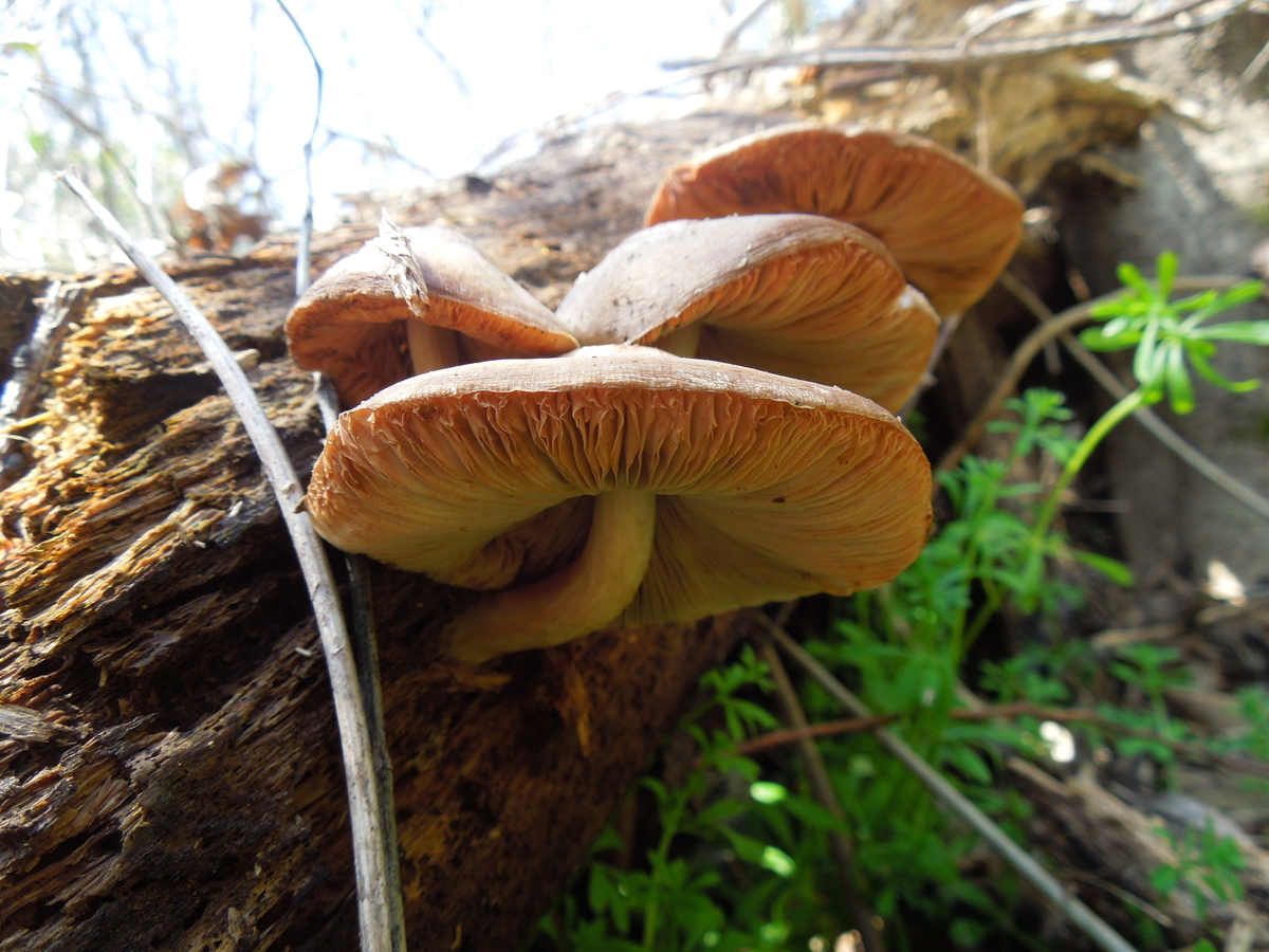 食用キノコを調理するためのヒント