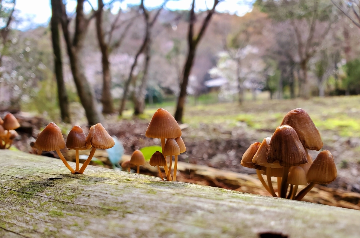きのこたちのお花見 クヌギタケ 可愛いきのこの写真館
