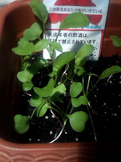 イメージ 1