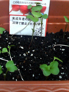 イメージ 1