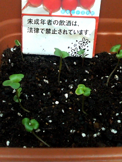 イメージ 1