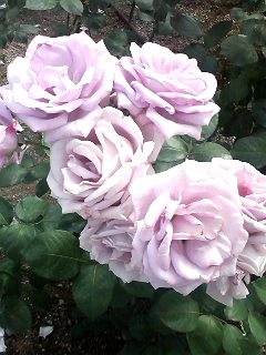 イメージ 2