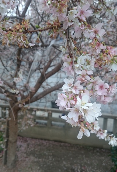 f:id:kantoshoue:20200110133323j:plain