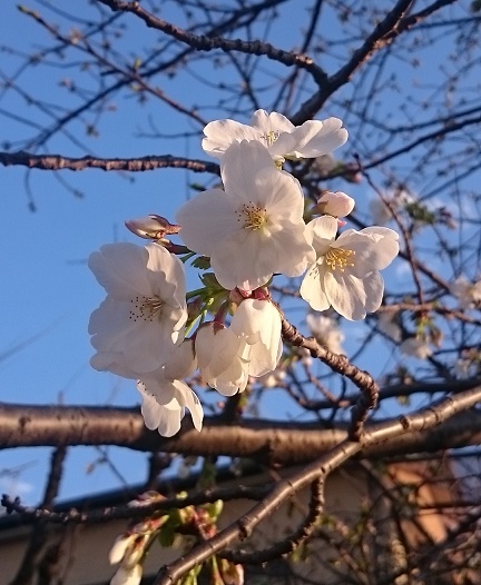f:id:kantoshoue:20200324095137j:plain