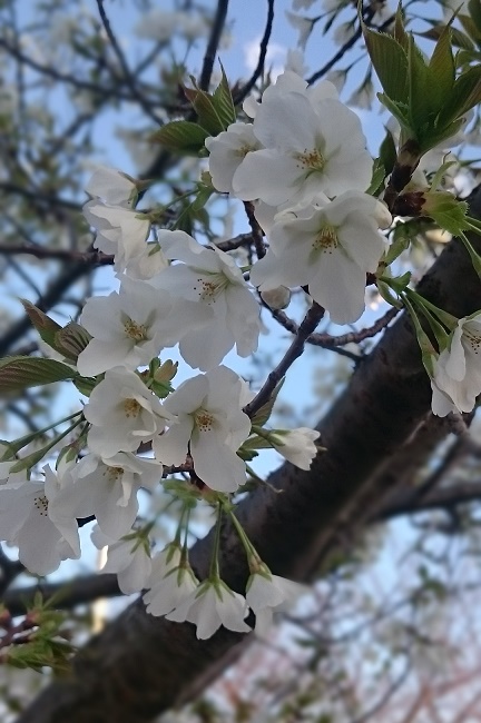 f:id:kantoshoue:20200327140537j:plain f:id:kantoshoue:20200327140537j:plain