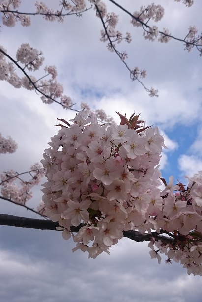 f:id:kantoshoue:20200330111711j:plain