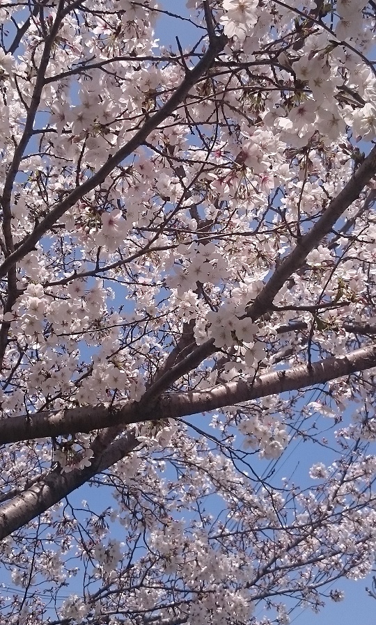 f:id:kantoshoue:20200408133145j:plain f:id:kantoshoue:20200408133145j:plain