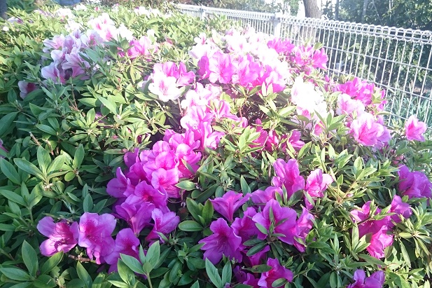 f:id:kantoshoue:20200504104733j:plain