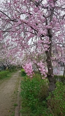 f:id:kantoshoue:20200521090142j:plain