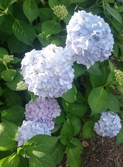 f:id:kantoshoue:20210614104954j:plain