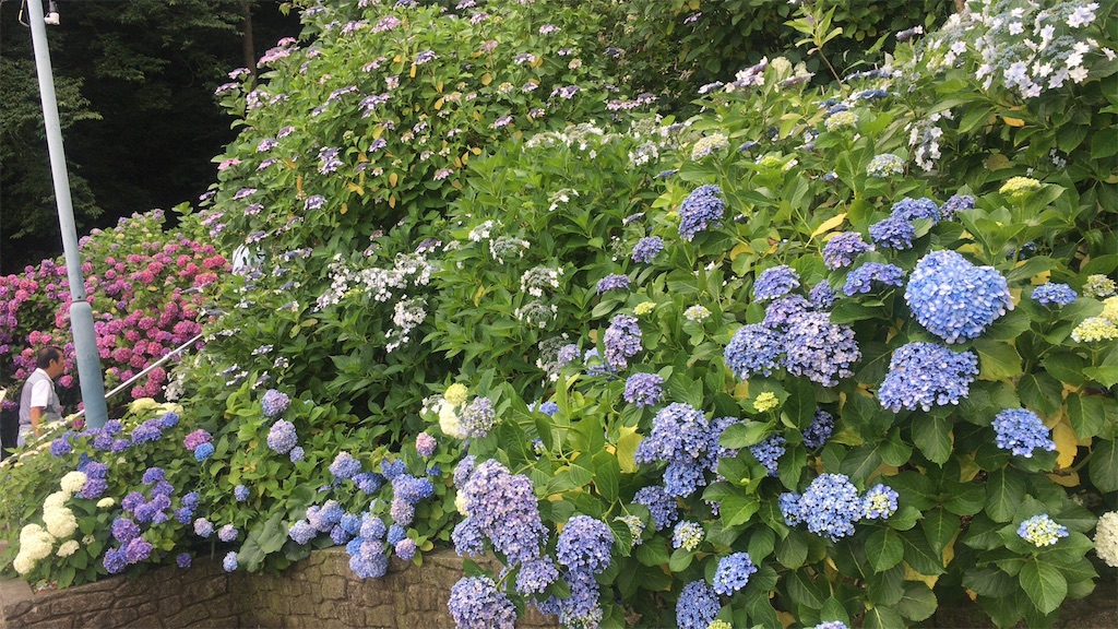 f:id:kanyanchu:20170626044906j:image f:id:kanyanchu:20170626044906j:image