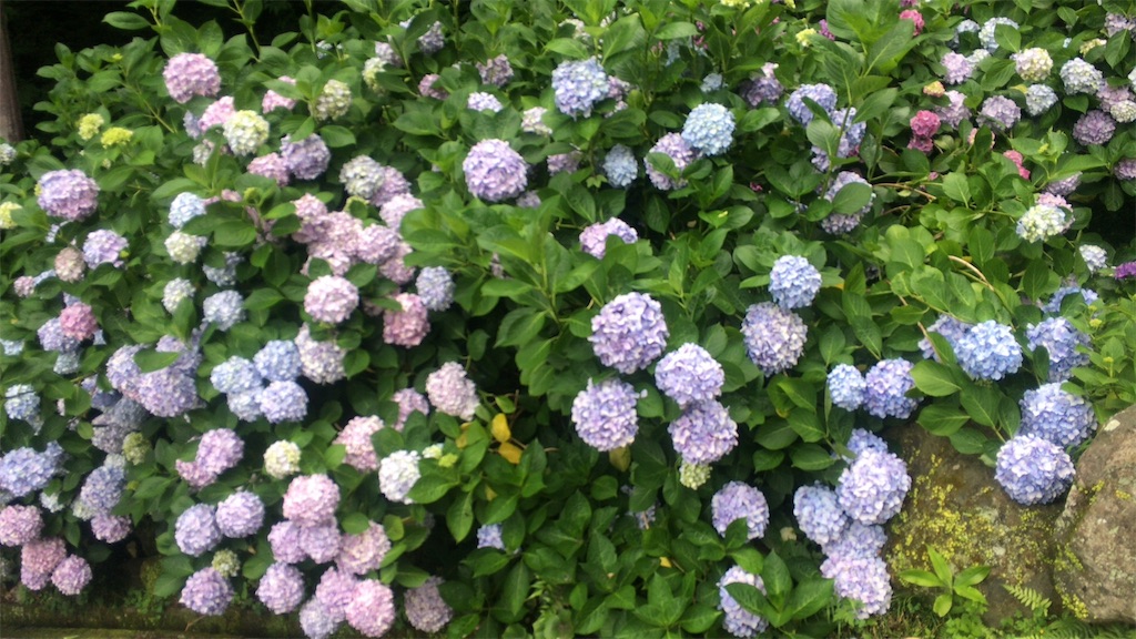 f:id:kanyanchu:20170626044918j:image f:id:kanyanchu:20170626044918j:image