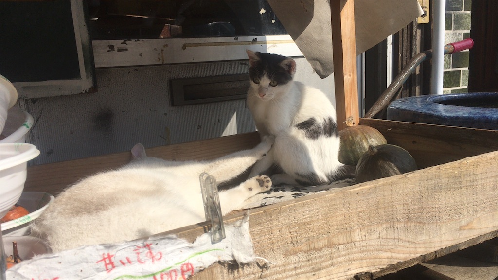 f:id:kanyanchu:20171027045319j:image f:id:kanyanchu:20171027045319j:image