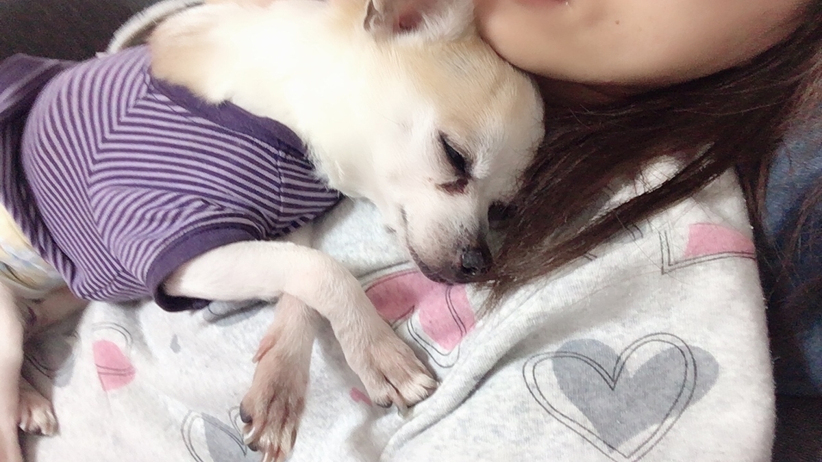 元々割とクールな性格の犬が甘えん坊になって嬉しいやら辛いやらの老犬との日々 サツログ