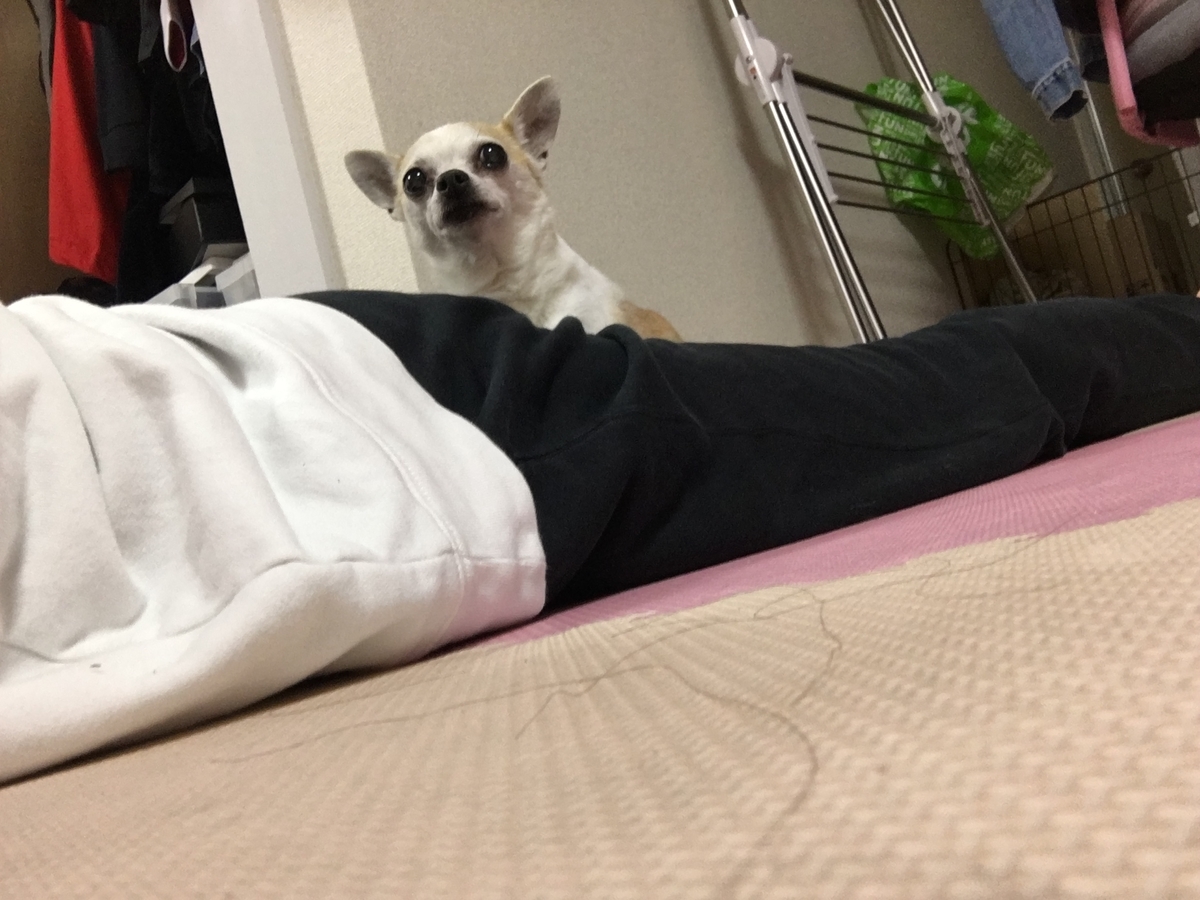 愛犬の誕生日に寄せて 犬がいない生活がありえない自分です 愛を込めてだいたいの毎日の流れを書いてみます サツログ
