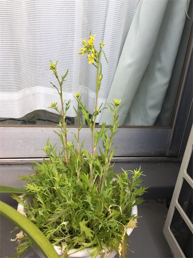 水菜ちゃん 初代 とのお別れの季節です 水菜に綺麗なお花が咲きました サツログ