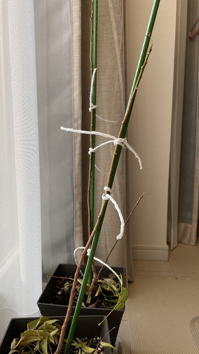 寒さに負けてしまったのか ミラクルニーム ちゃんと早く屋内完全越冬させるべきでした サツログ 寒さに負けてしまったのか ミラクルニーム ちゃんと早く屋内完全越冬させるべきでした サツログ