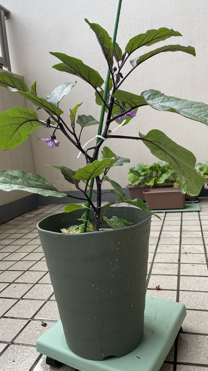 勇気を出して ナスの芽かきしてみた もったいないモードが出たらダメなんだろうなー サツログ