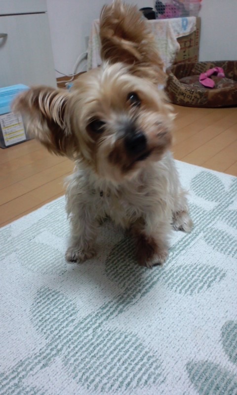 9回目のミントの命日です 犬ありきの犬優先の家になったきっかけの犬である サツログ