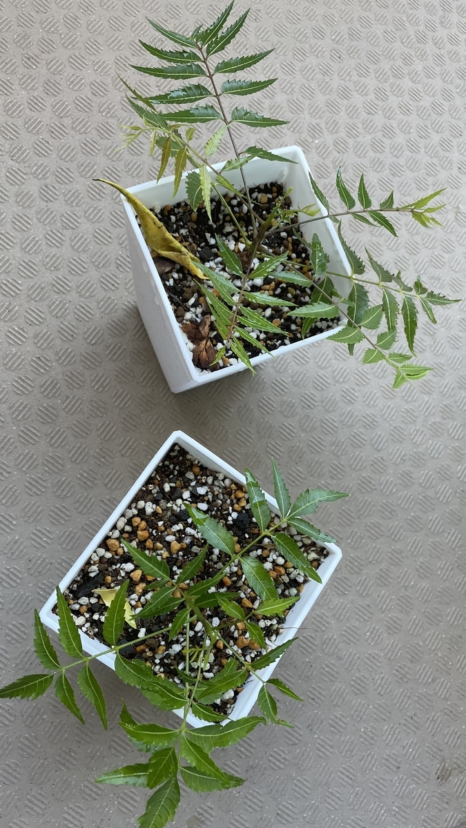 ミラクルニーム 挿木で増やしてお配りしました サツログ ミラクルニーム 挿木で増やしてお配りしました サツログ