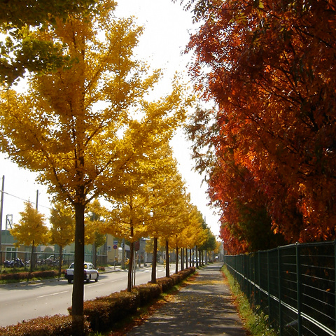f:id:kanzawa2000:20061105103218j:image:w400 f:id:kanzawa2000:20061105103218j:image:w400