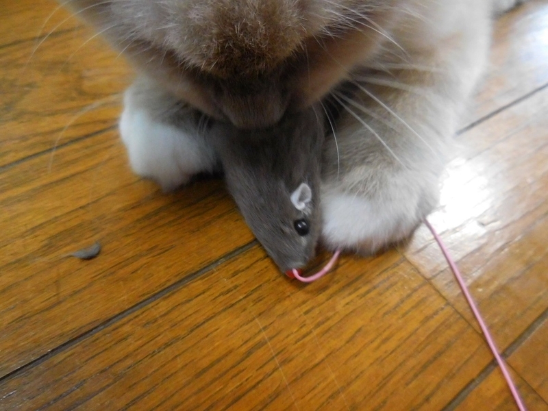 イメージ 11