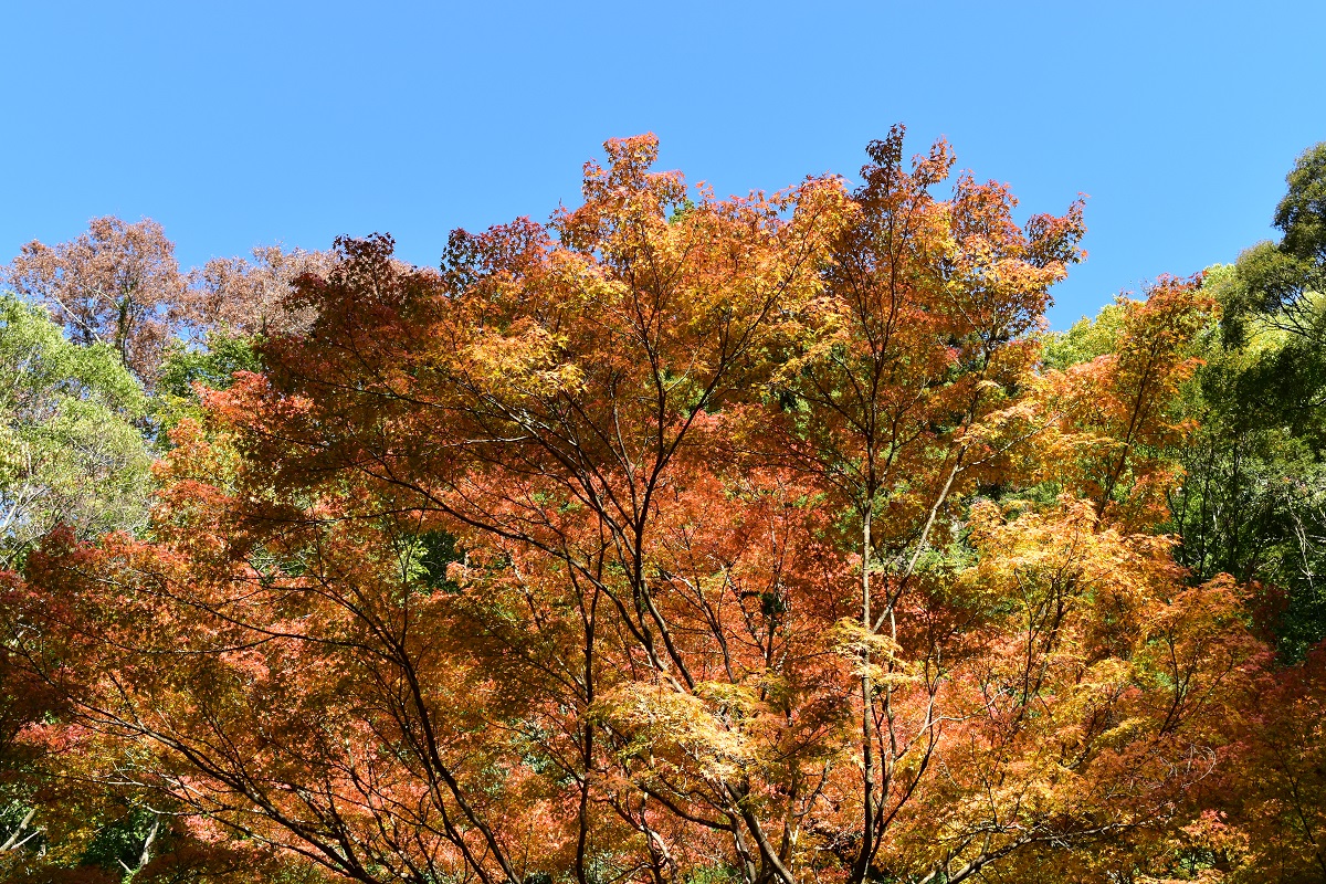 f:id:kanzyukutomato:20191123180042j:plain