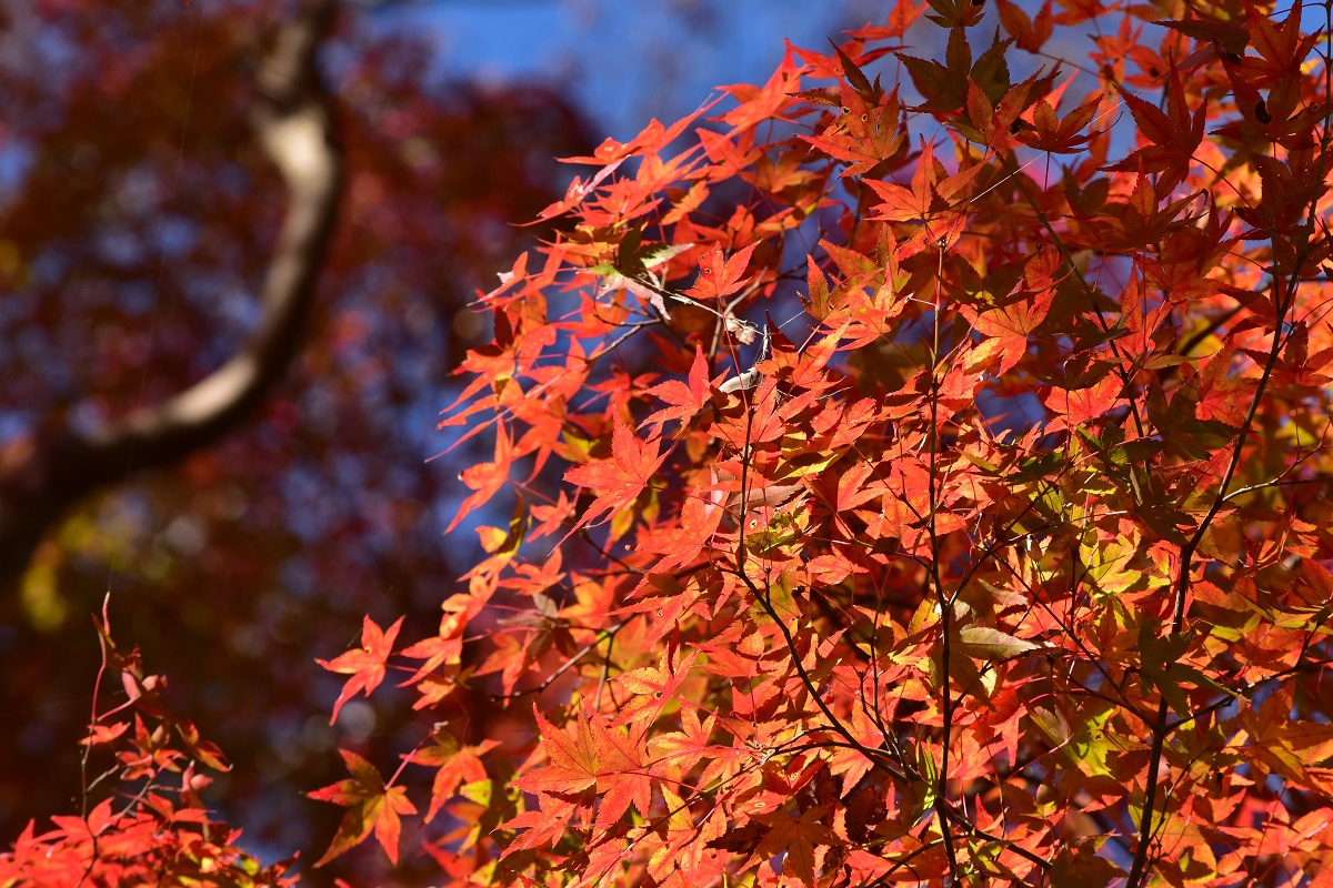 f:id:kanzyukutomato:20191123180056j:plain