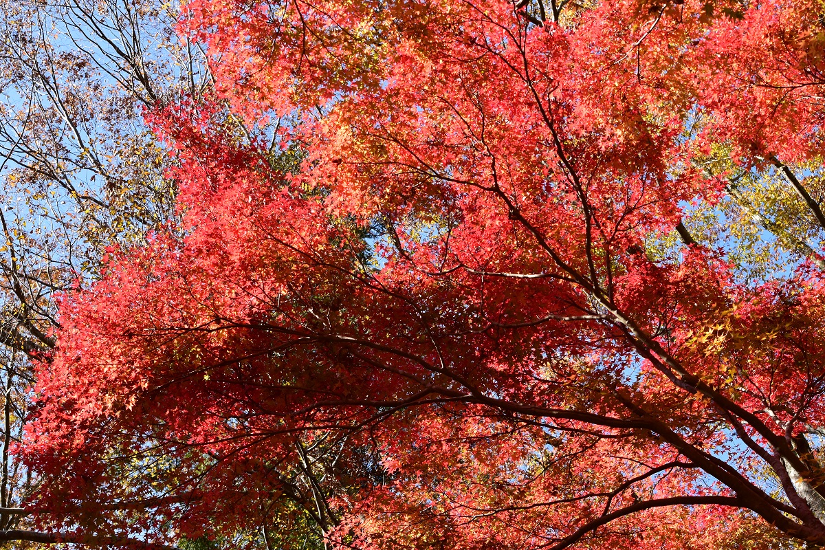 f:id:kanzyukutomato:20191123180119j:plain