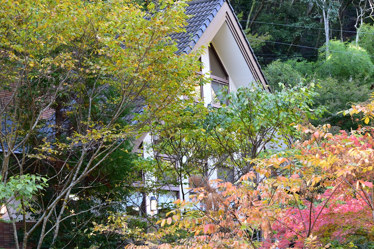 f:id:kanzyukutomato:20191123180138j:plain