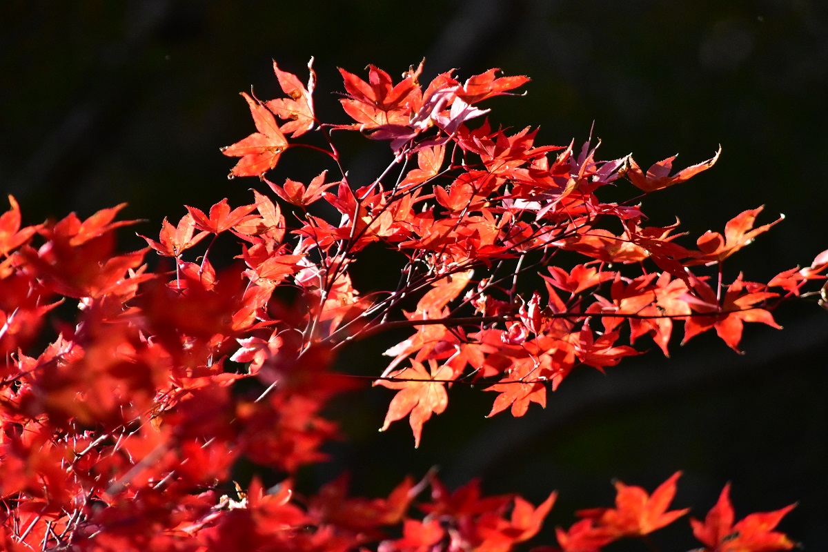 f:id:kanzyukutomato:20191123180303j:plain