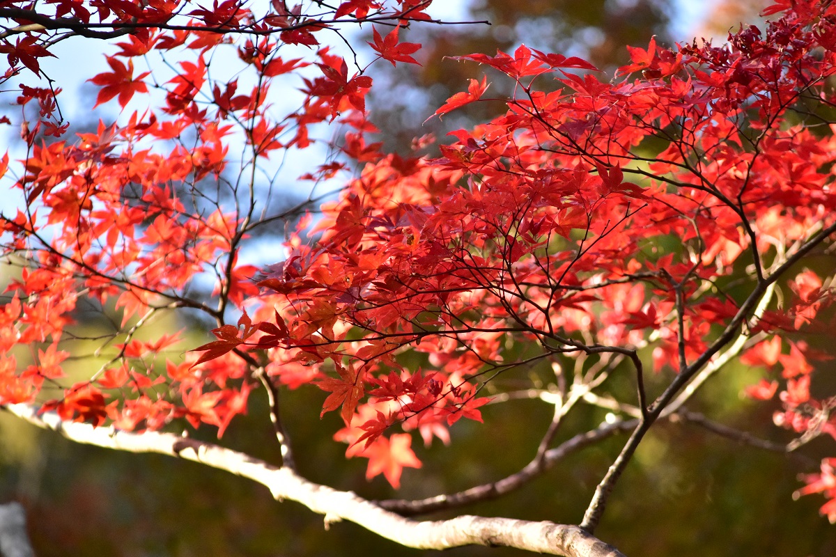 f:id:kanzyukutomato:20191123180337j:plain