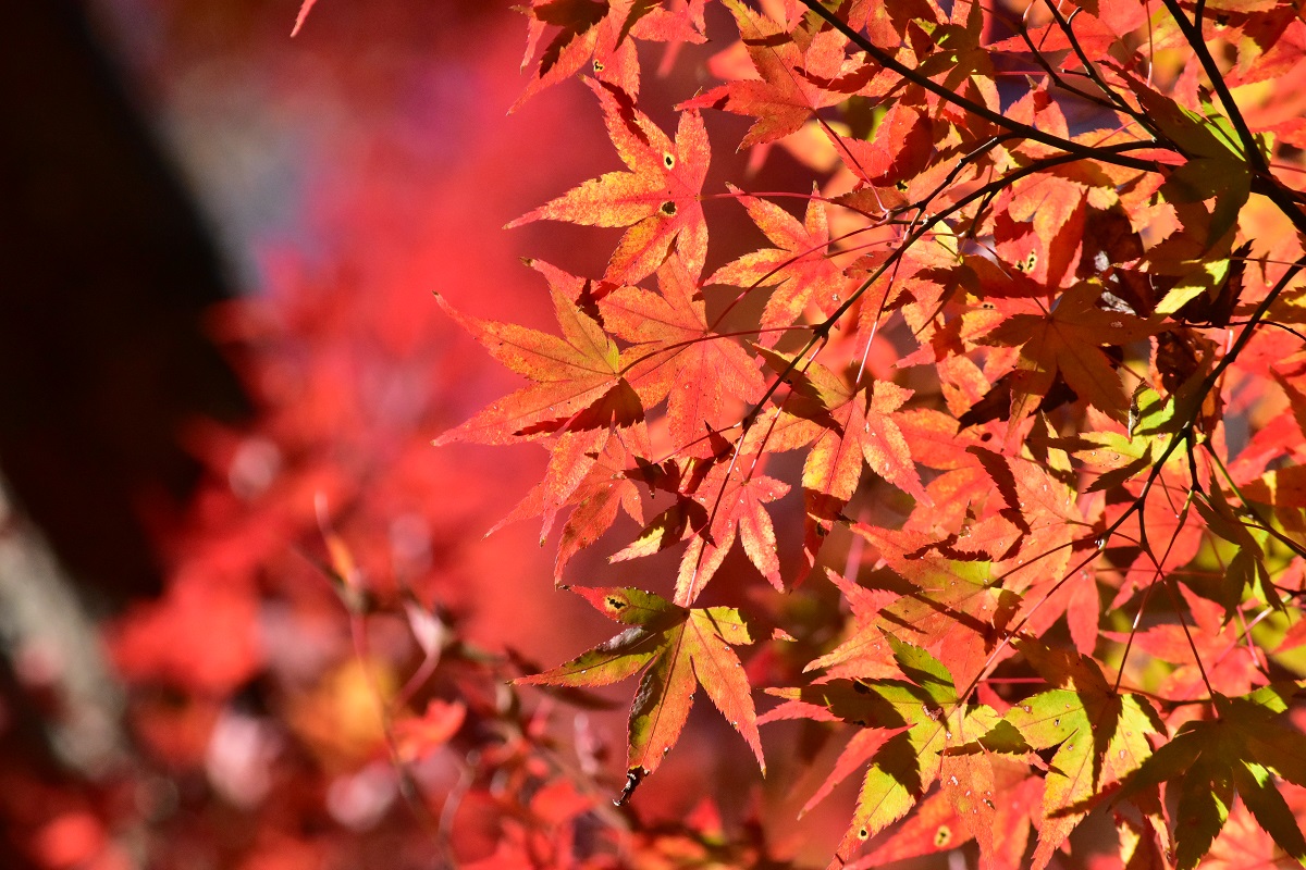 f:id:kanzyukutomato:20191123180407j:plain