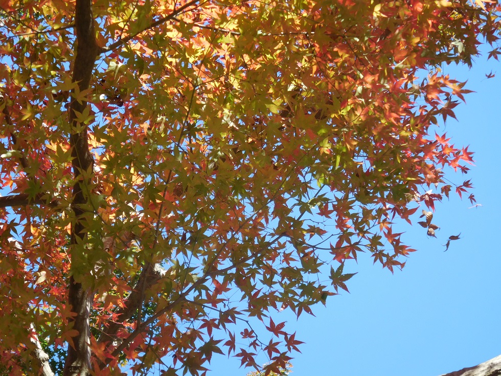 f:id:kanzyukutomato:20191123180427j:plain