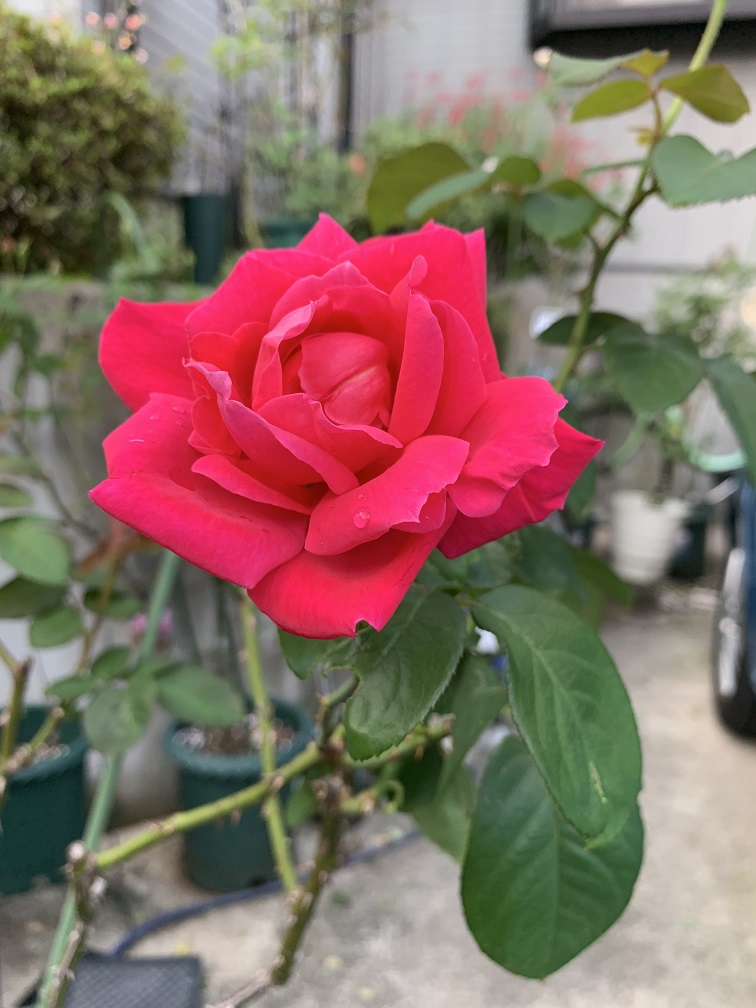 f:id:kanzyukutomato:20191126204331j:plain f:id:kanzyukutomato:20191126204331j:plain