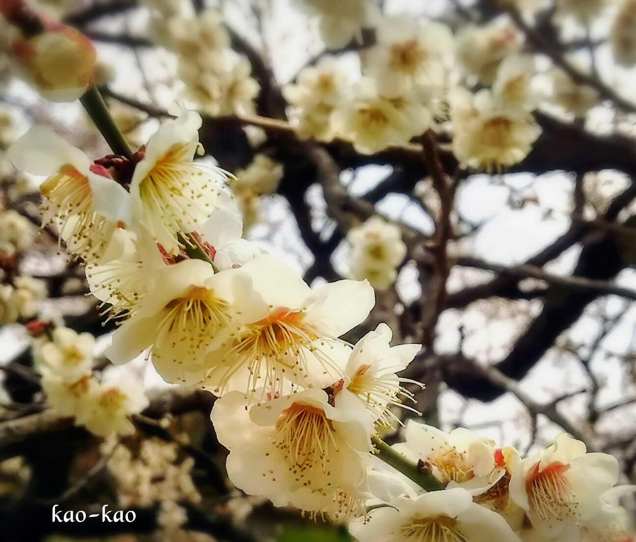 f:id:kao-kao-n:20170320121741j:image