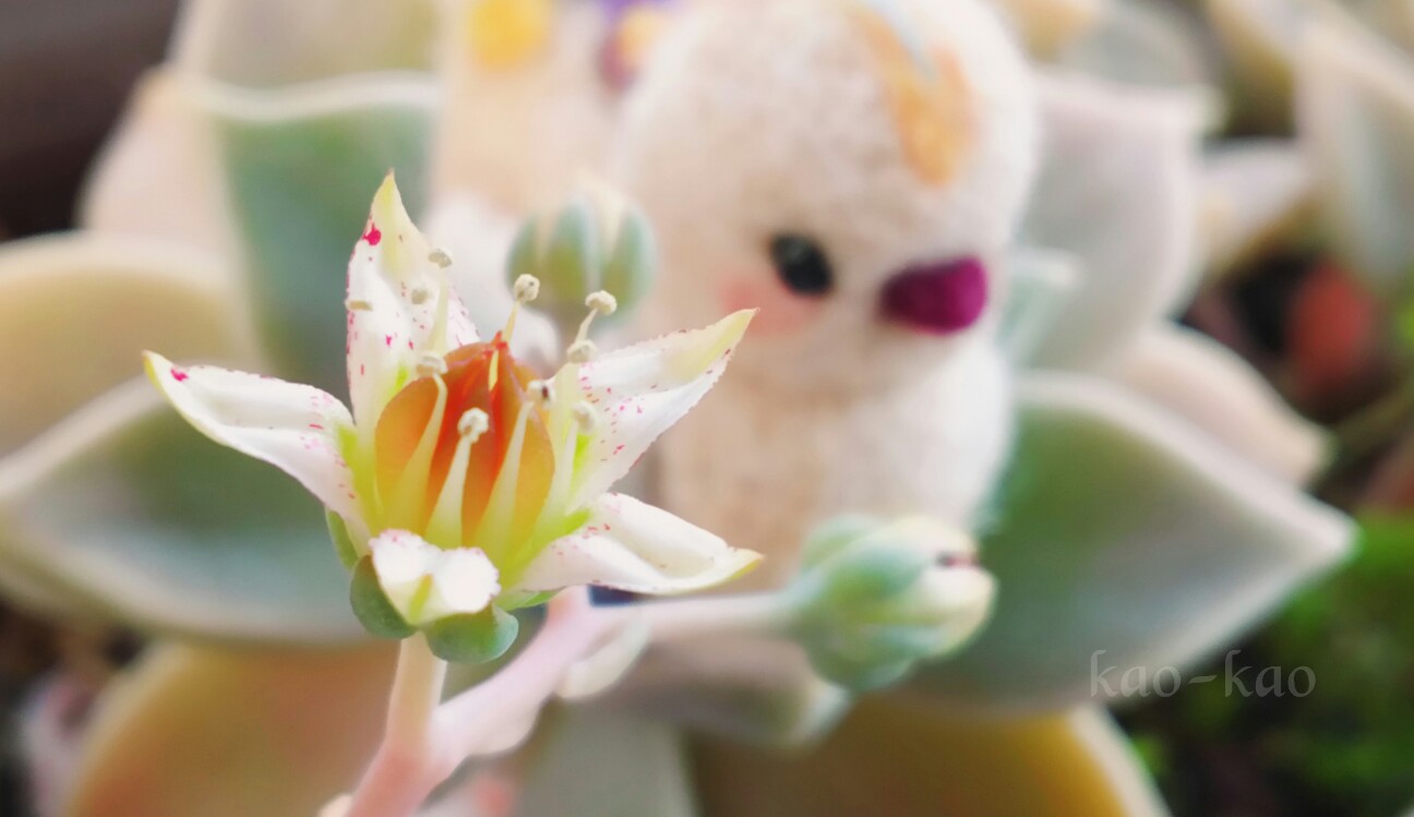 f:id:kao-kao-n:20180507133628j:image