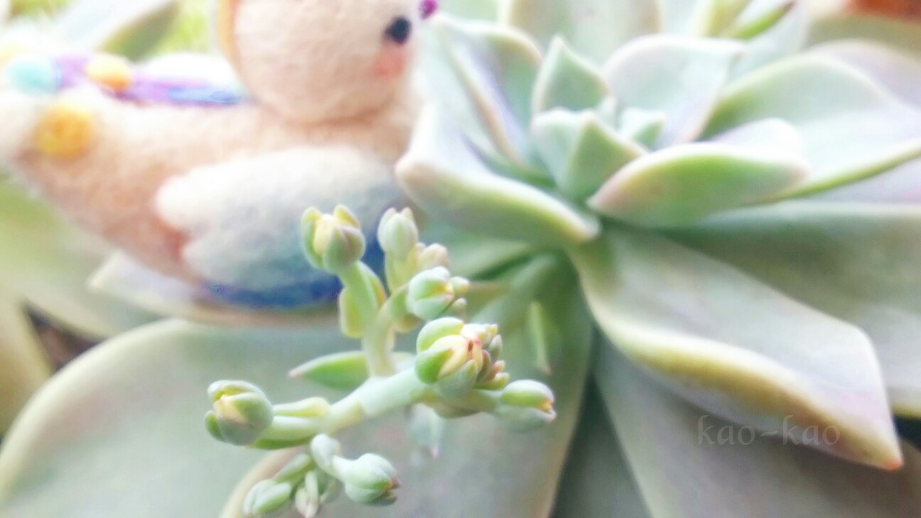 f:id:kao-kao-n:20180507134539j:image