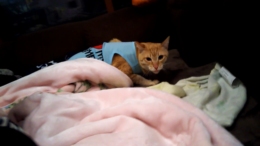 f:id:kaochan0801:20180401070239p:plain