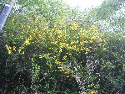 塩竈市内：山吹の花がたくさん咲いていました。