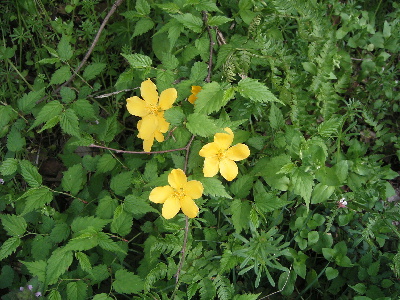 これも山吹の花です。