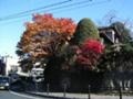 お寺でしょうか。立派な木々が道に張り出しています。