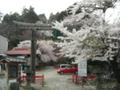 仙台市青葉区川内亀岡町　神社の境内の桜です。満開です。