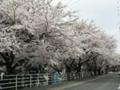 仙台の桜。見事な桜並木です。　