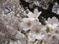 仙台のサクラ。大盤振る舞いで大きな画像です。きれいな桜の花です。